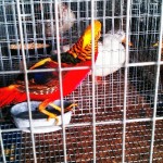 Alger County Fair - County Fair Birds
