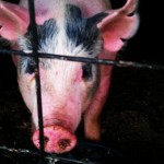 Alger County Fair - Fair Swine