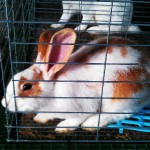 Alger County Fair - Fair Rabbit