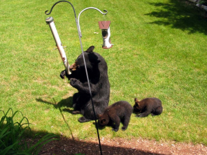 Bears at Bird Feeders - Photo Courtesy Michigan DNR Bears at Bird Feeders - Photo Courtesy Michigan DNR