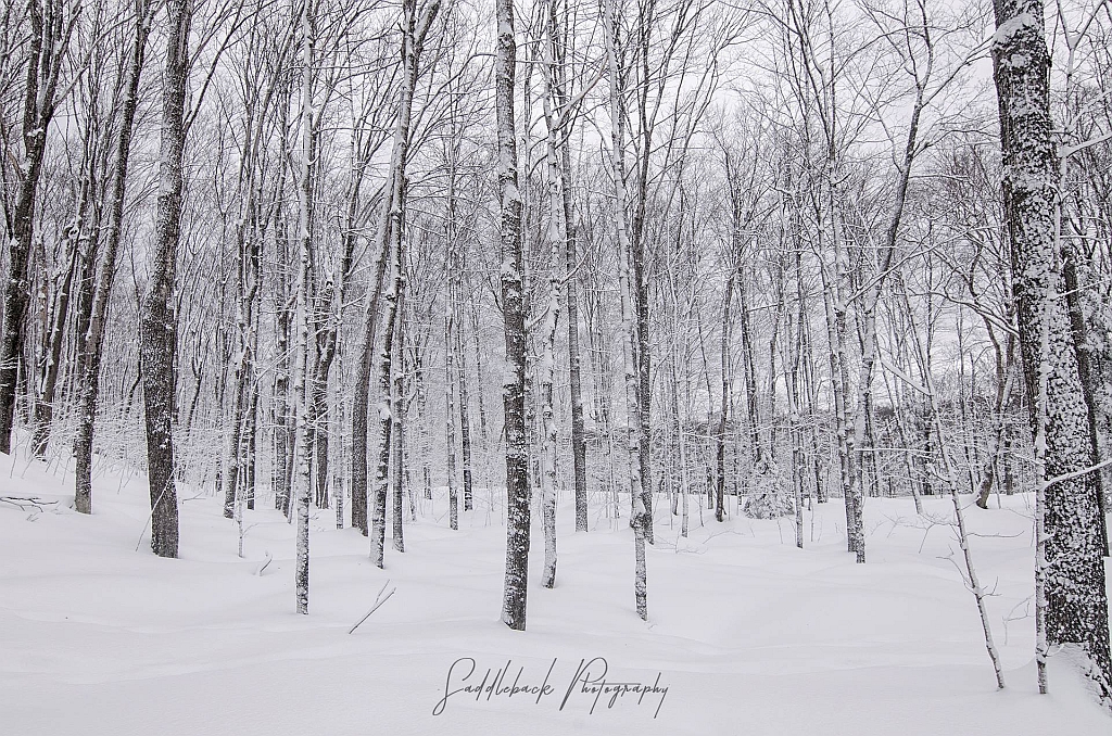 Eben-Junction-Woods-Winter-Saddleback-Photo