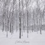 Eben-Junction-Woods-Winter-Saddleback-Photo