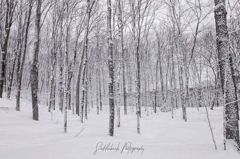 Weather Closing and Cancellation Reports for Alger County