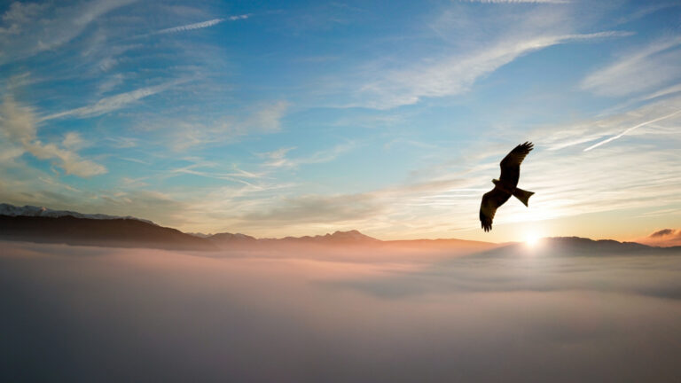 Eagles Take Flight