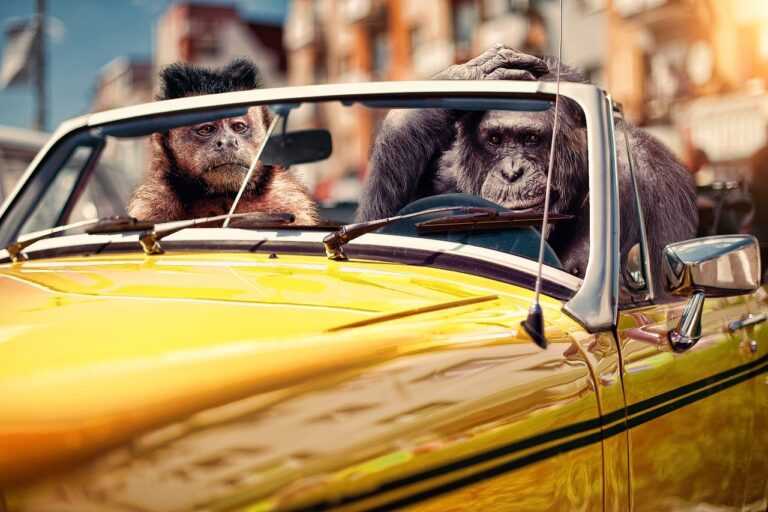 Monkee Mania